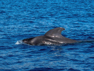 Afbeelding voor Walvissen bij Tenerife