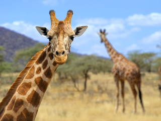 Afbeelding voor Amboseli Nationaal Park