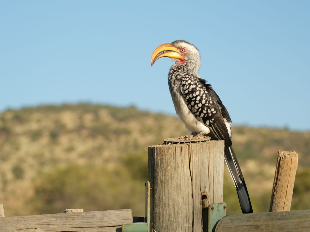 Geelsnavel neushoornvogel