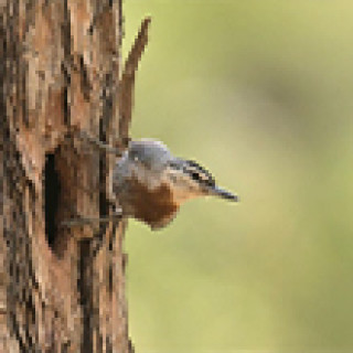 Afbeelding voor BirdingBreaks - Easy Birding Lesbos