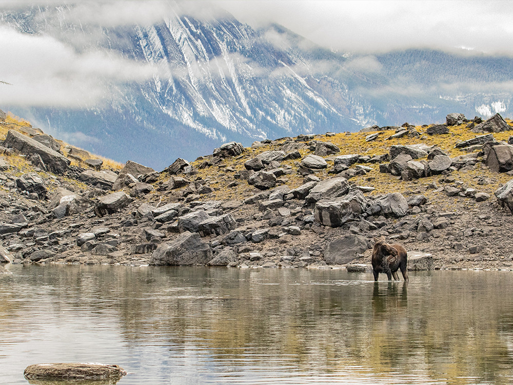 Eland bij Medicine Lake