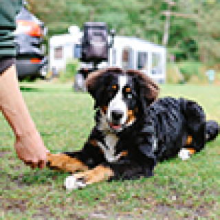 Afbeelding voor Norgerberg - Vakantiepark Drenthe met hond