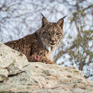 Afbeelding voor Iberische lynx in Andalusie