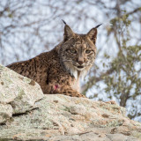 Afbeelding voor Iberische lynx in Andalusie