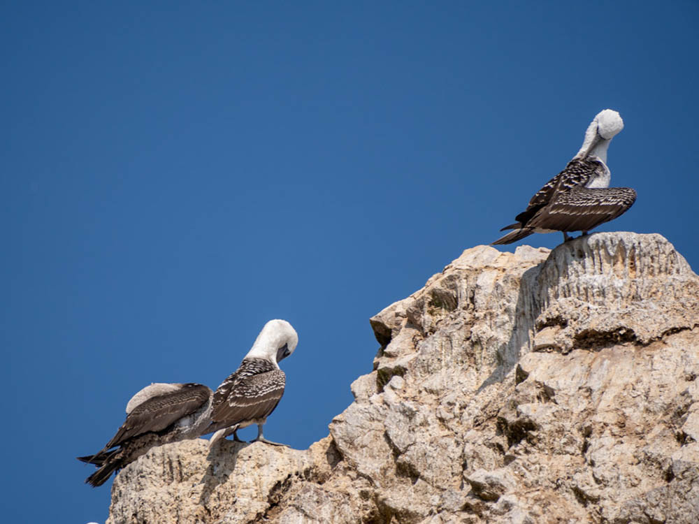 Birdwatching