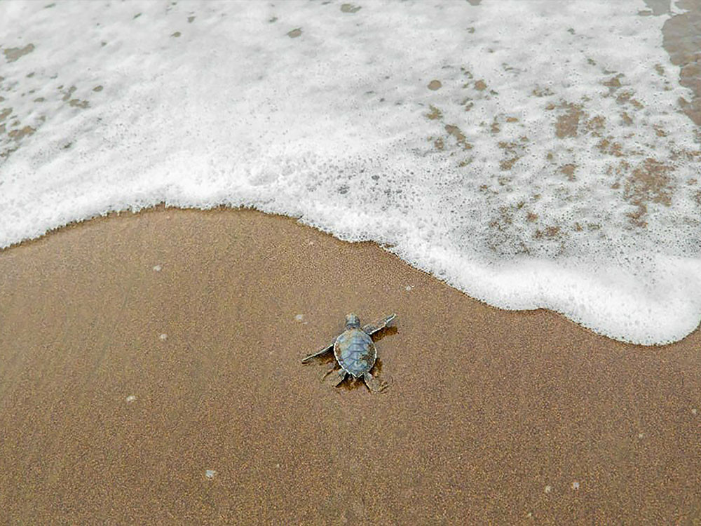 Jong schildpadje