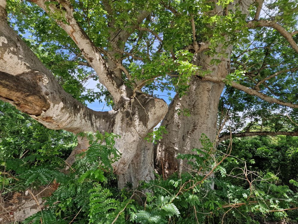 Grote baobab bij Congo rivier