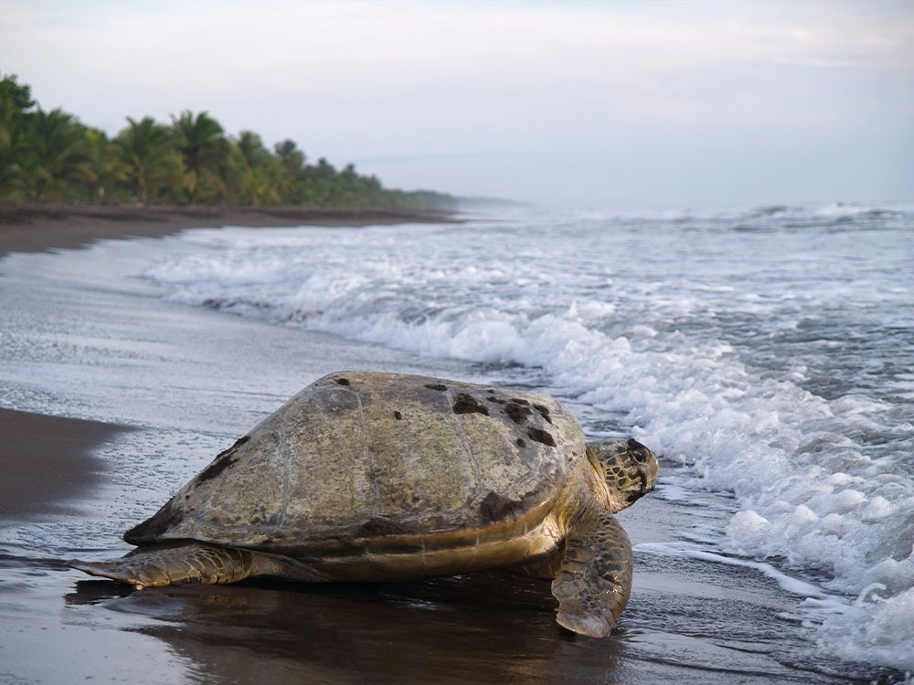 Schildpad in Tortuguero