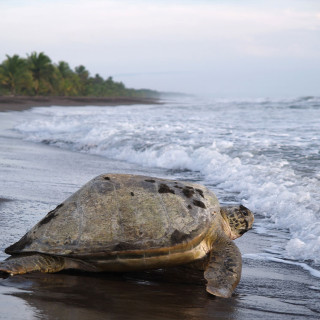 Afbeelding voor Tortuguero in Costa Rica