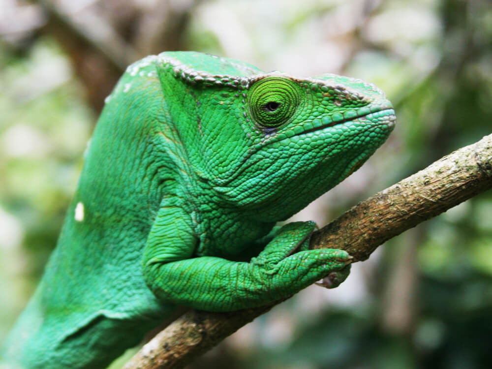 Natuur in Madagaskar