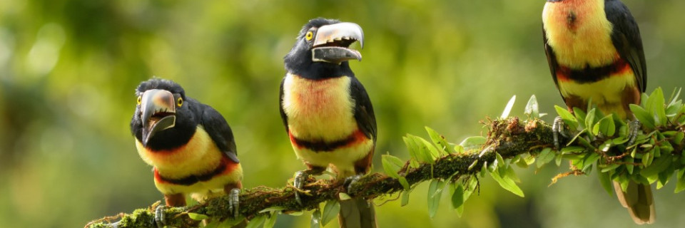 Top foto voor Natuurparken Centraal-Amerika