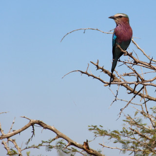 Afbeelding voor Dieren in Kruger