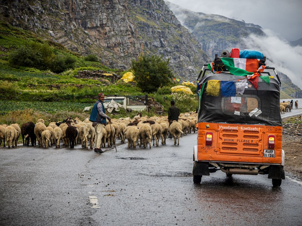 Schapen op de weg