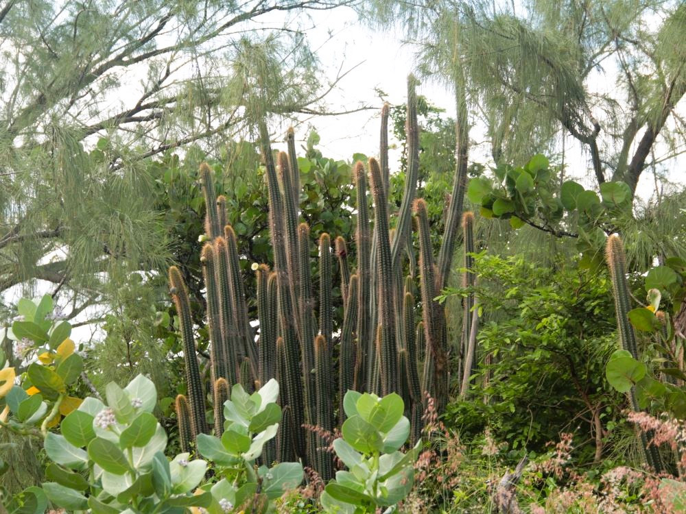 Endemische Barbados cactus