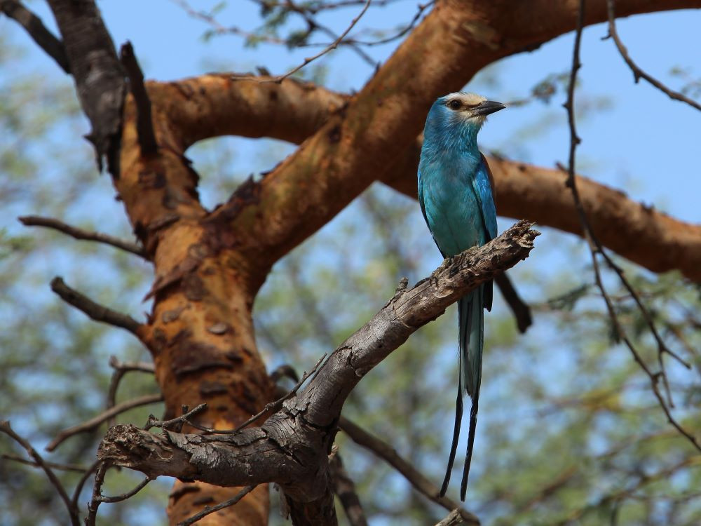 Natuur Senegal - scharrelaar