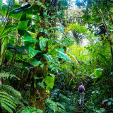 Afbeelding voor Jungle in Costa Rica