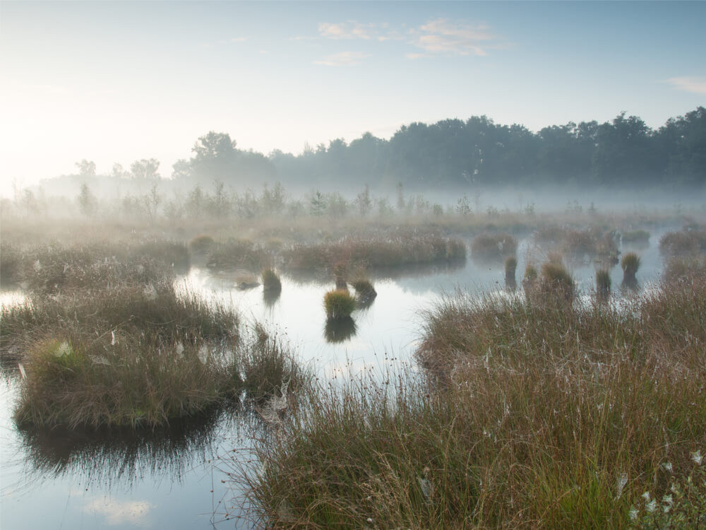 Natuur op het Trekvogelpad