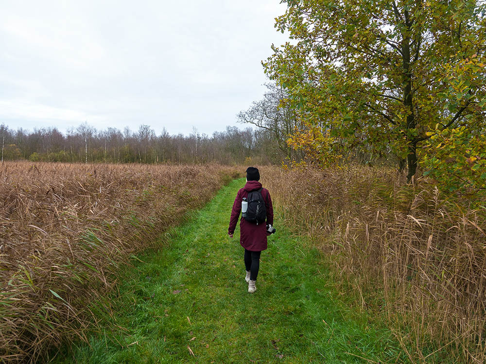 Wandelen tussen het riet