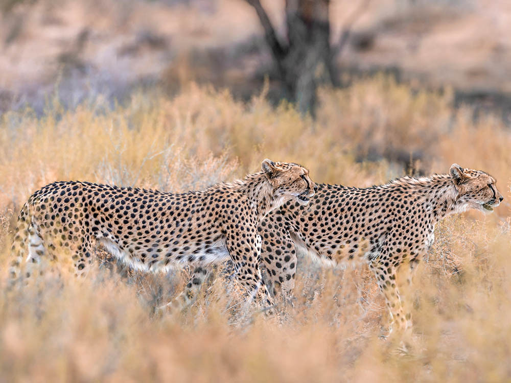 Cheeta's in Kgalagadi Transfrontier Park