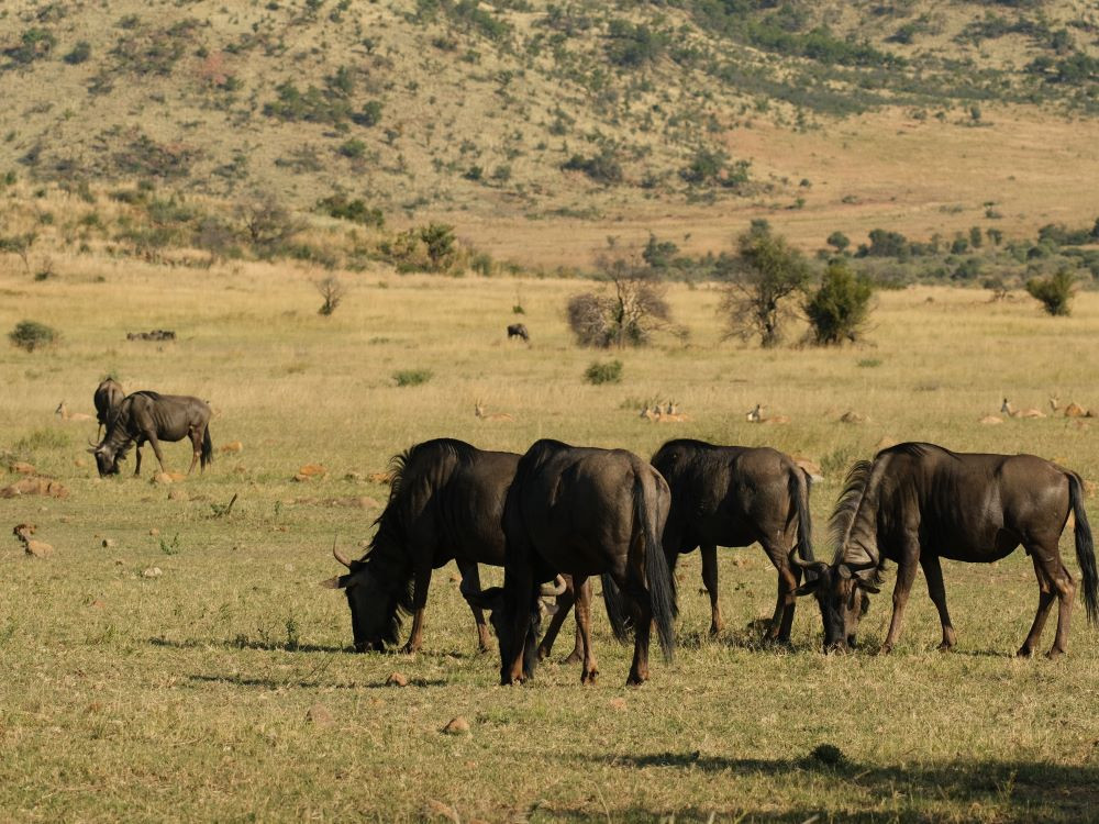 Pilanesberg grazende gnoes