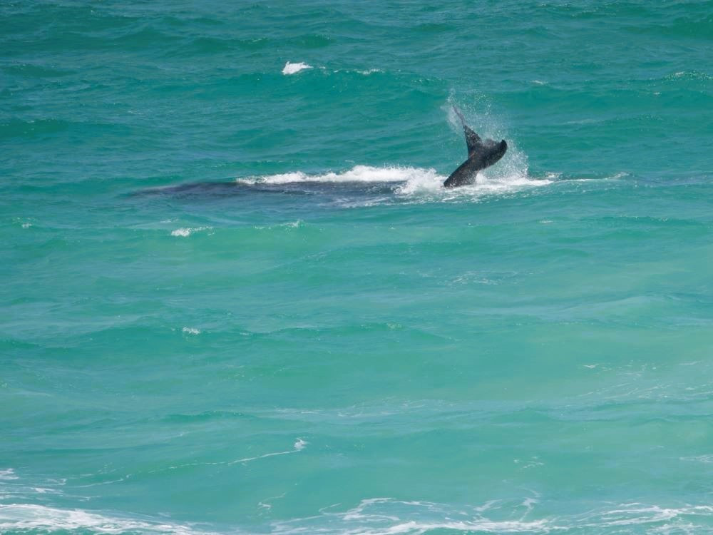 Walvis bij Hermanus