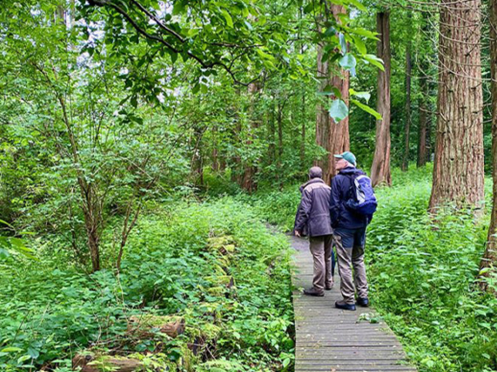 Bossen in Vlaanderen