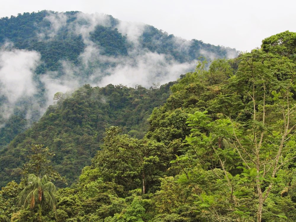 Jungle in Ecuador