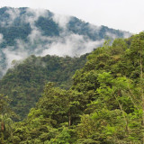 Afbeelding voor Jungle in Ecuador