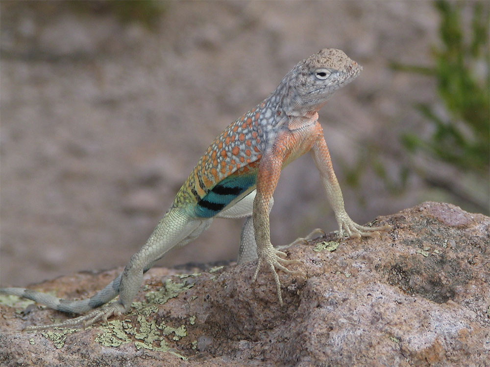 Wildlife bij Phoenix