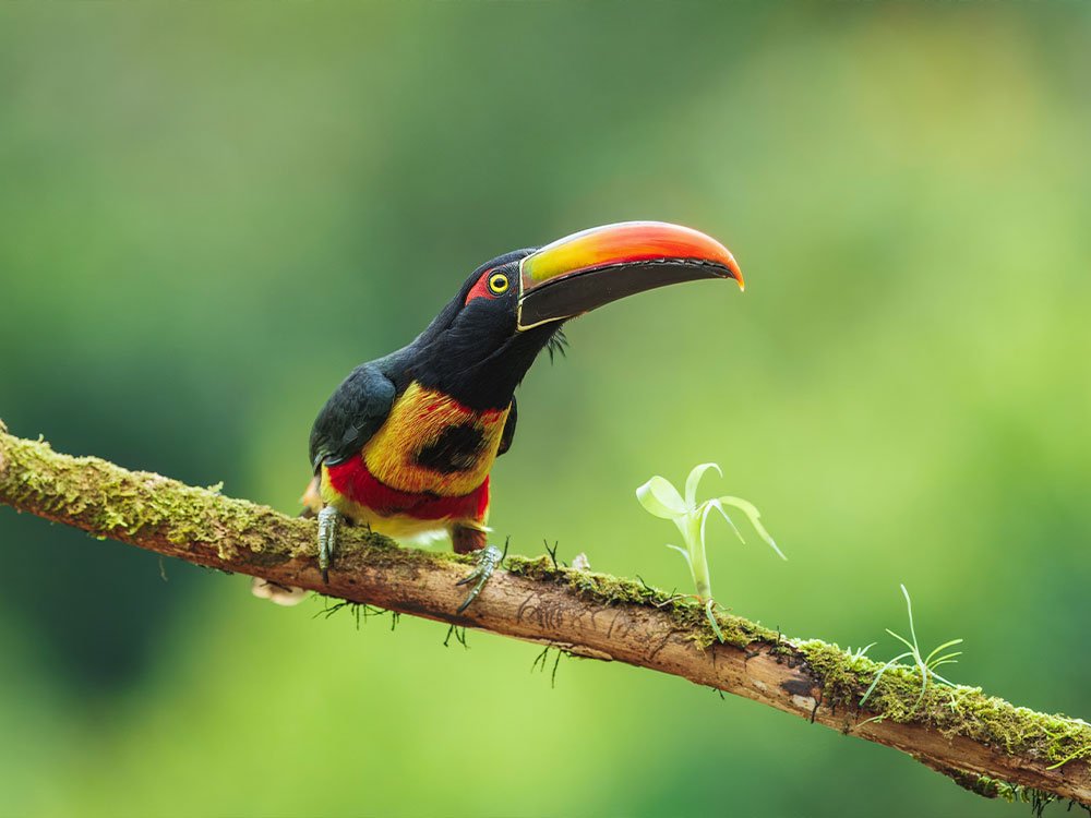 Ecotoerisme Costa Rica
