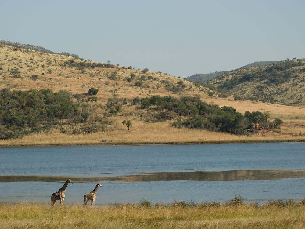 Pilanesberg landschap