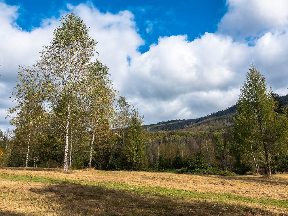 Beierse Woud landschap