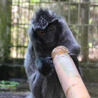 Afbeelding voor Vrijwilligerswerk bij Cikananga Wildlife Center