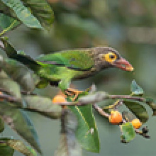 Afbeelding voor BirdingBreaks - Vogelreis Sri Lanka