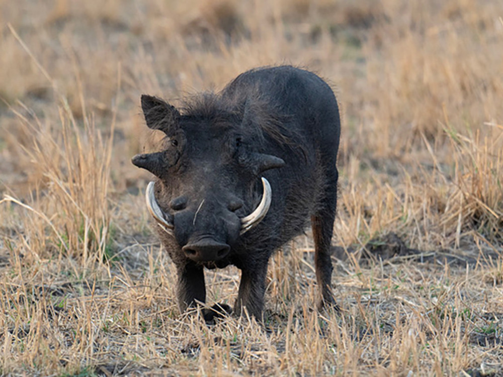 Wildlife Kafue