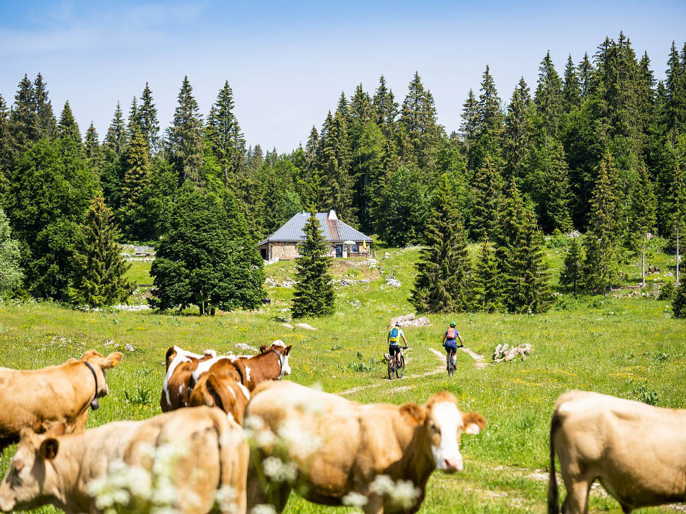 Mountainbiken tussen Montbéliarde koeien