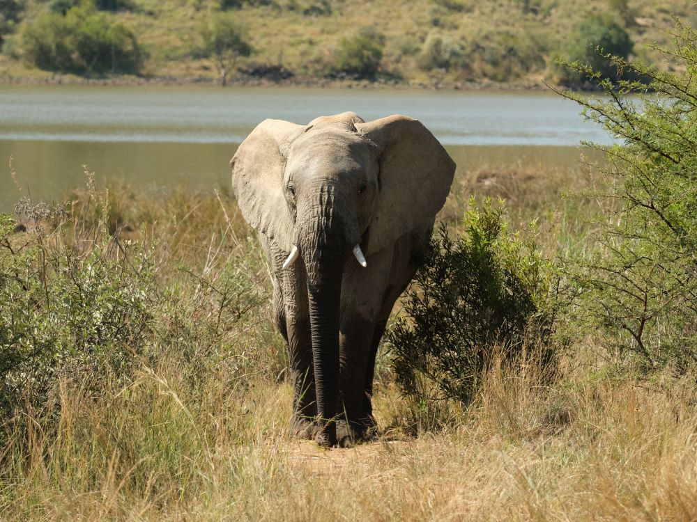 Pilanesberg - olifant aan de wandel