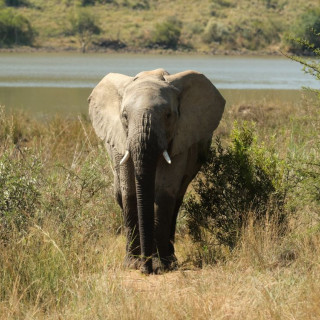 Afbeelding voor Pilanesberg Nationaal Park