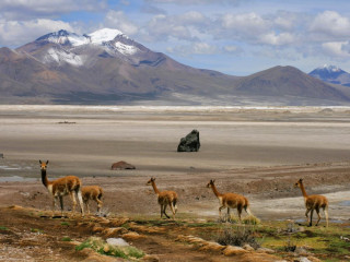 Afbeelding voor Chili