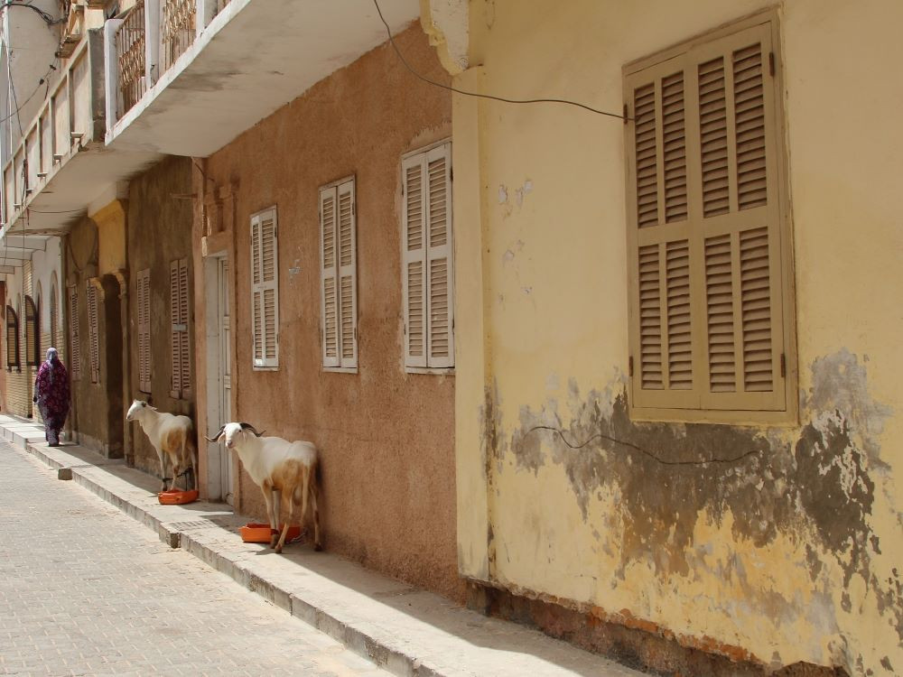 Schapen in Saint-Louis