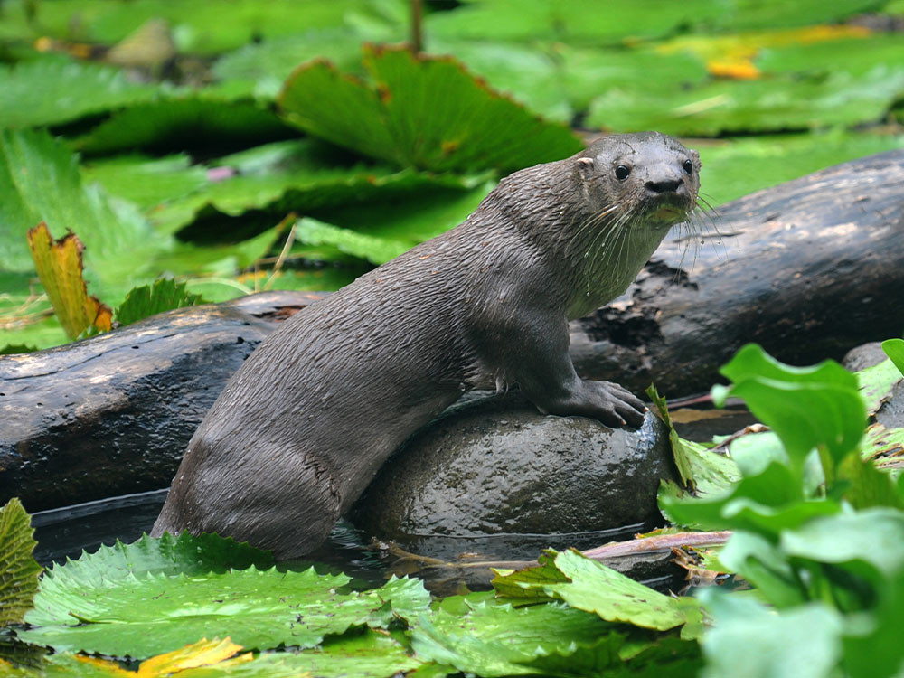 Reuzenotter