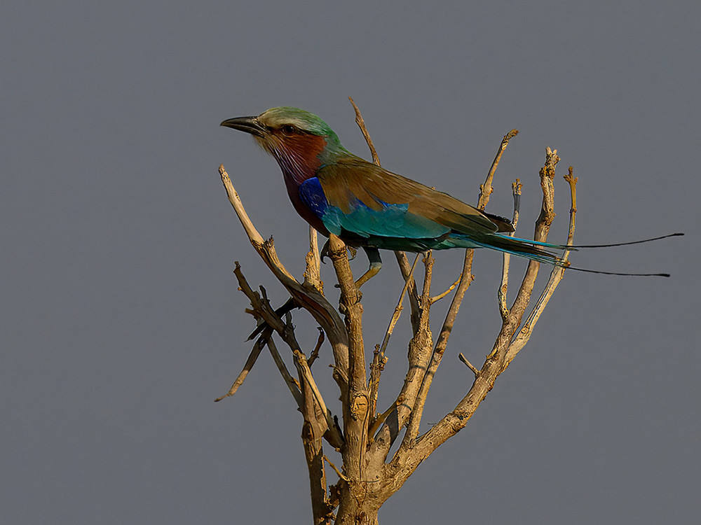 Vogels in Kafue - bijeneter