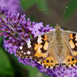 Afbeelding voor Maak van jouw tuin een natuurtuin!