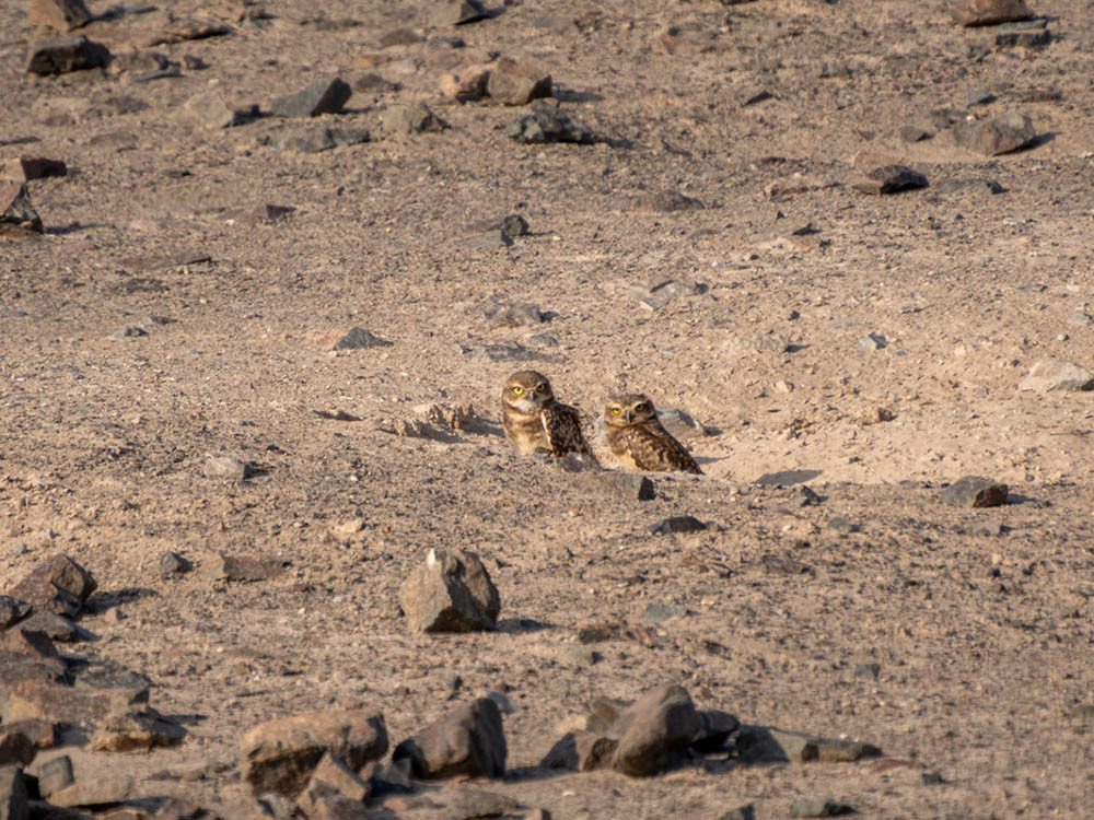 Nasca wildlife