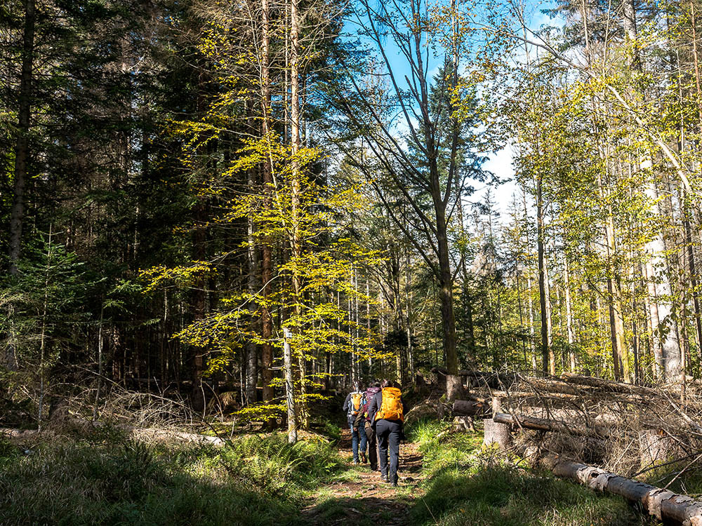 Wandelen in Nationaal Park Beierse Woud