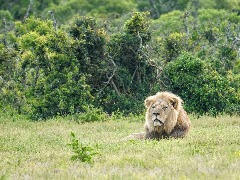 Safari Zuid-Afrika