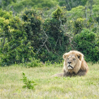 Afbeelding voor Op safari in Zuid-Afrika