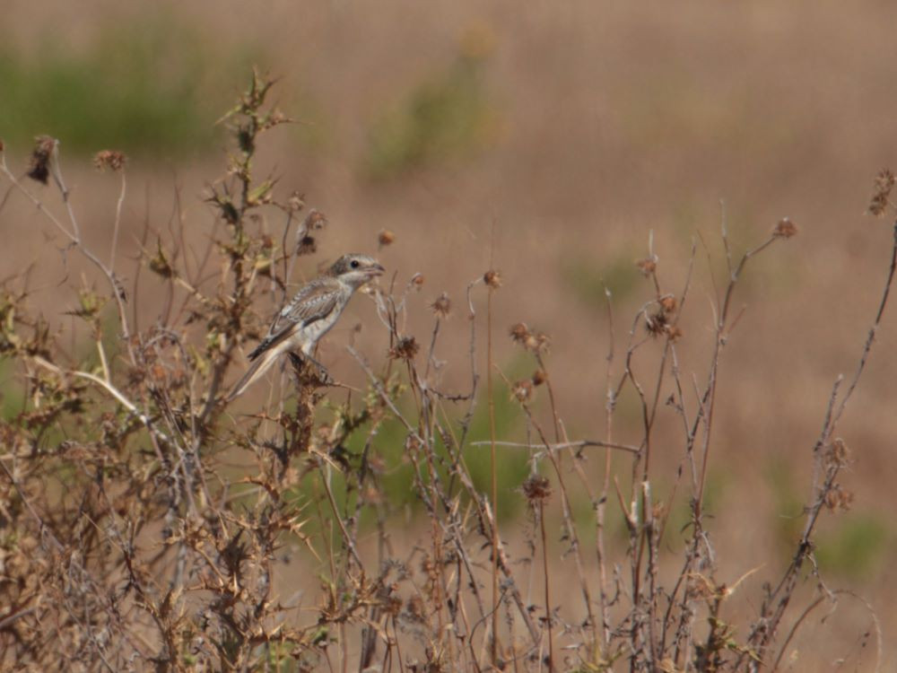 Vogels spotten