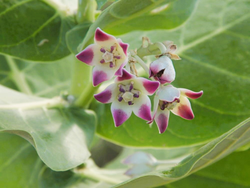 Flora Walkers Reserve