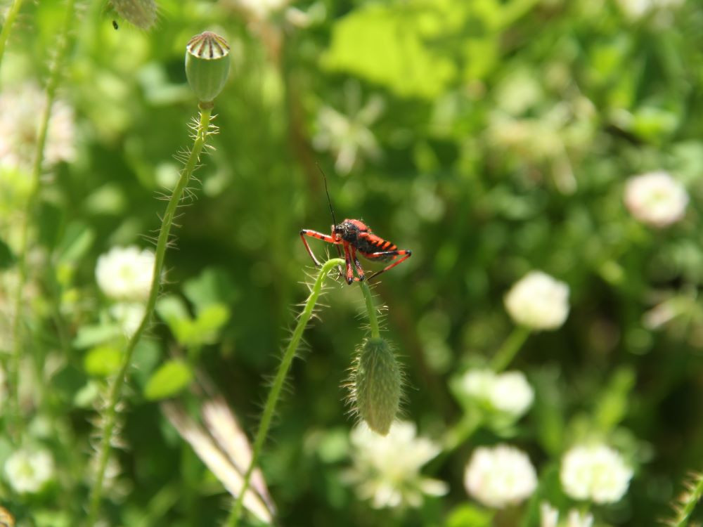 Bloemen en insecten